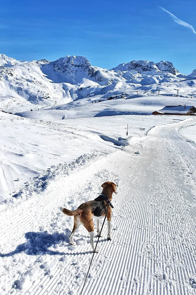 chien dans la neige