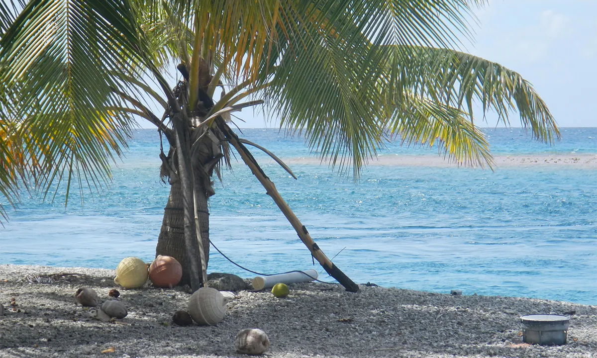 palmier plage paradisiaque