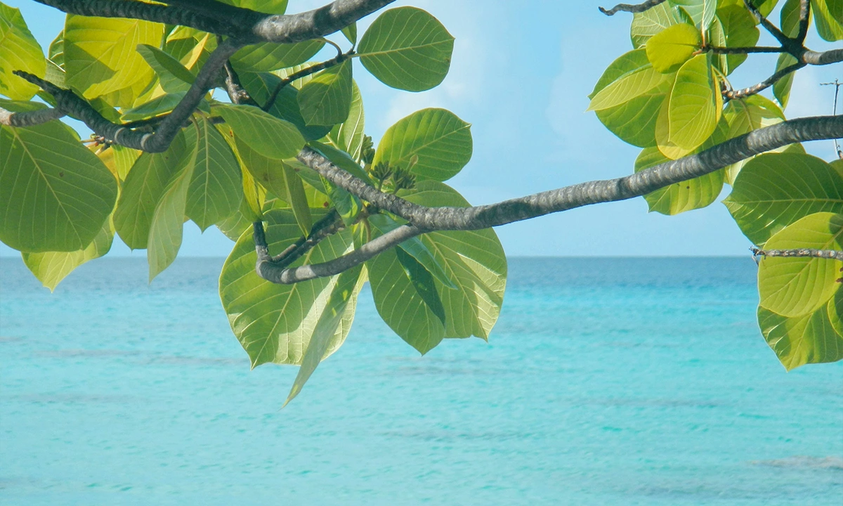 branche devant la mer bleue turquoise