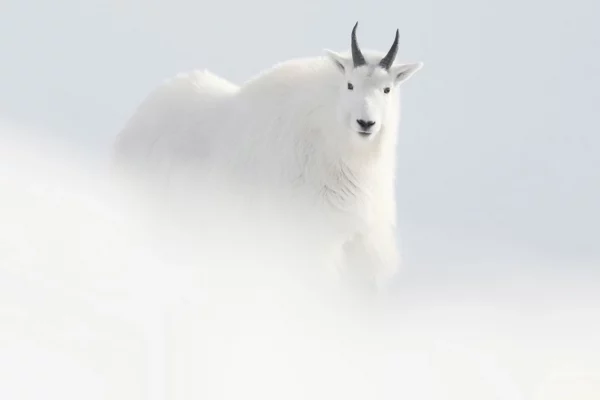 Chèvre blanche du Yukon