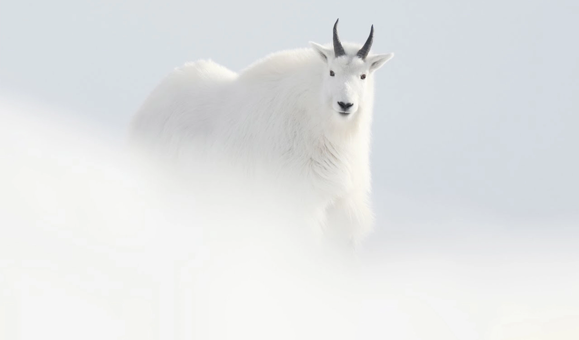 Chèvre blanche du Yukon