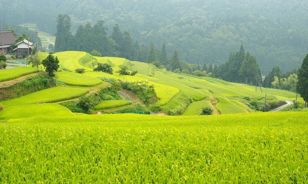 Rizières lac Biwa, Tanada - Japon