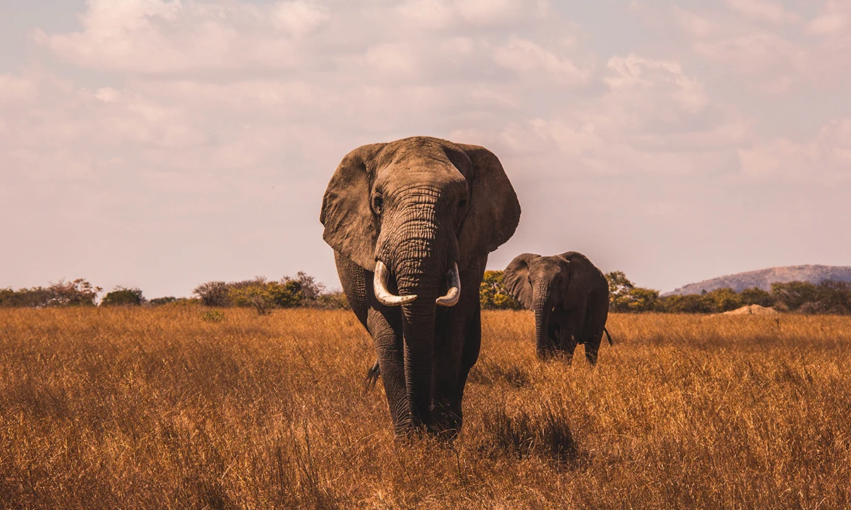 Deux éléphants qui marchent dans la savane en Afrique