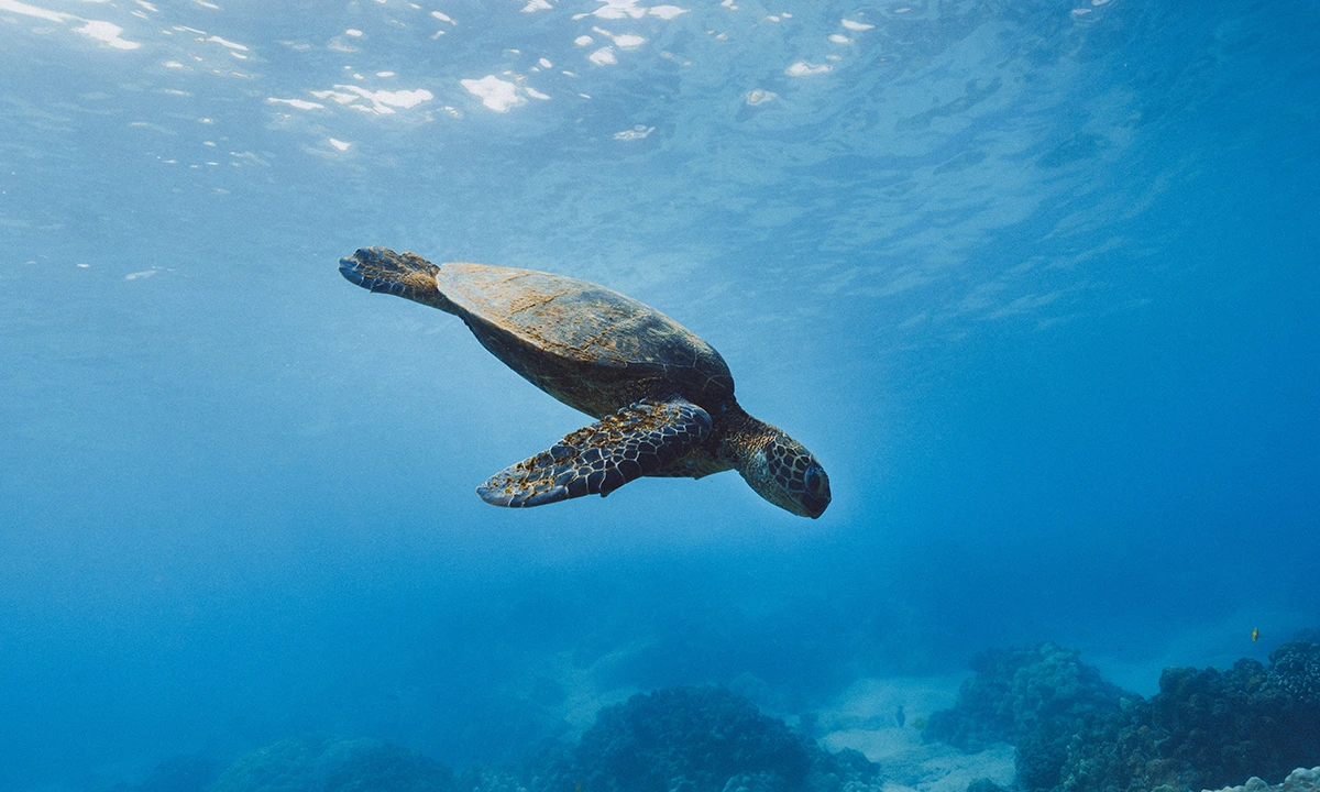 Tortue marron dans les profondeurs des îles Galápagos