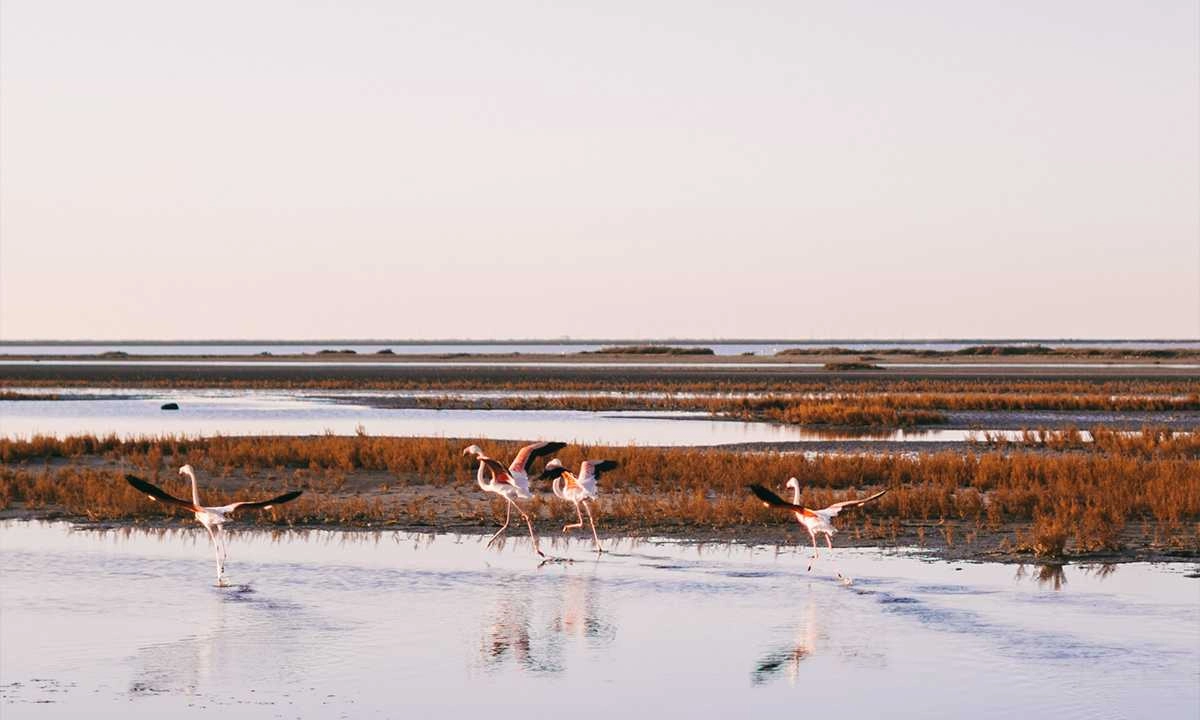 Camargue