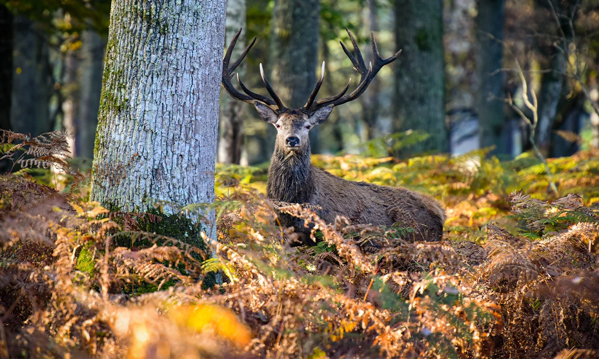 Forêt de Fontainbleau