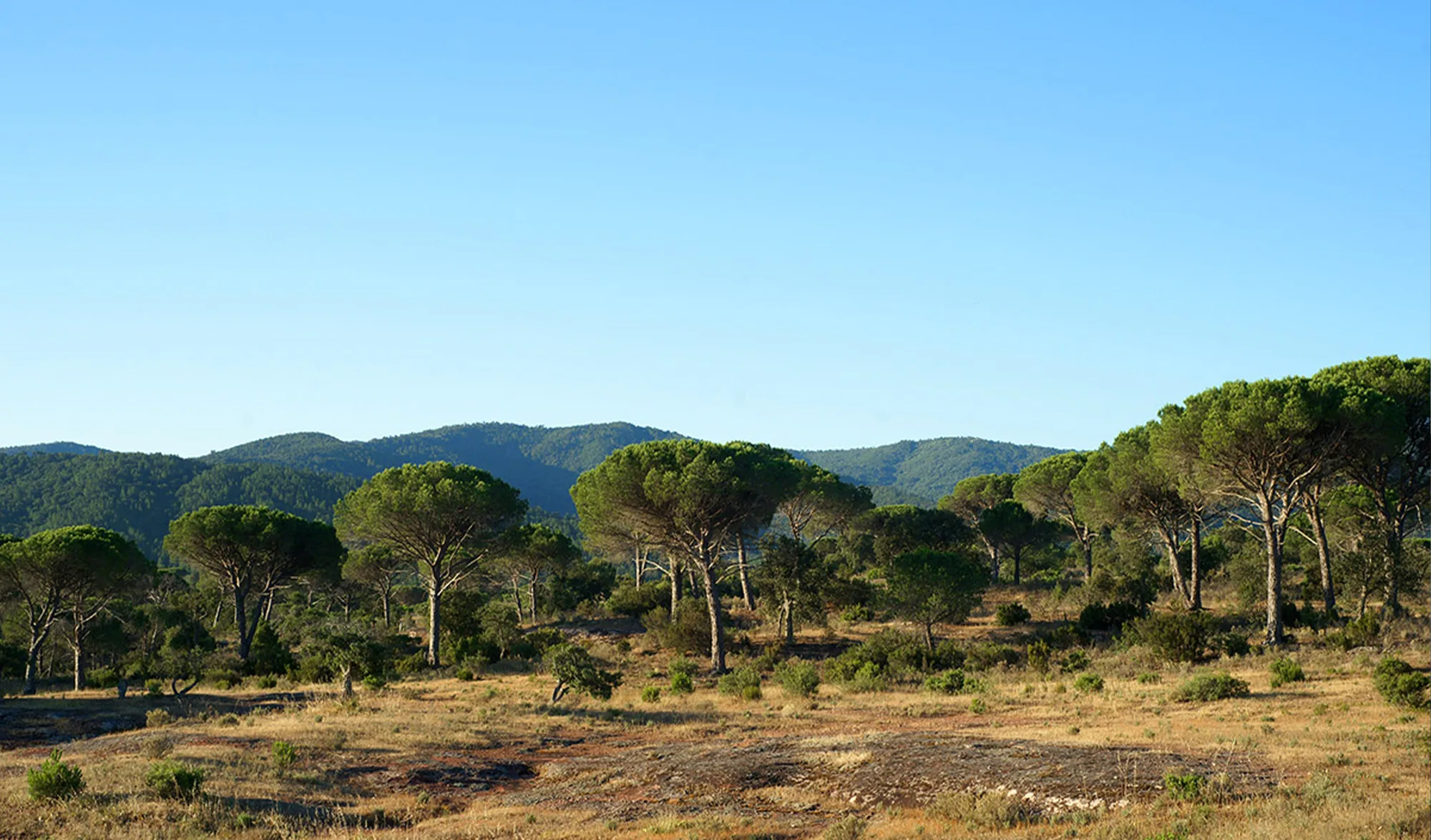 Plaine des Maures