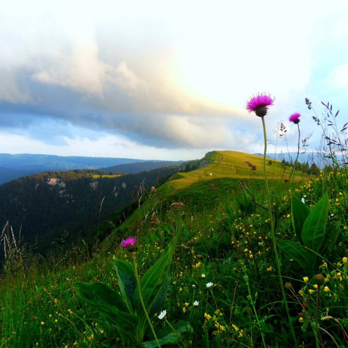 Paysages du Jura fleur rose