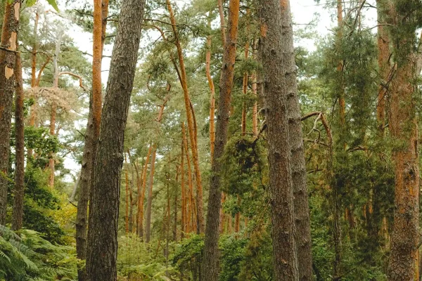 Forêt de Fontainebleau