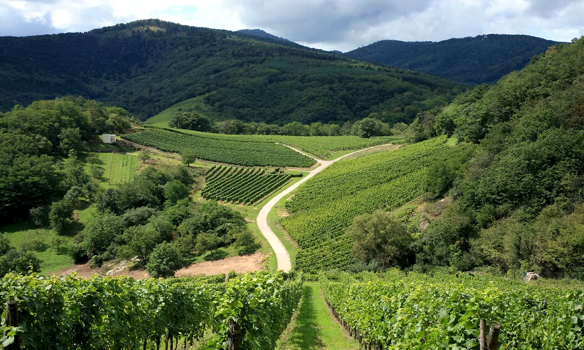 Vosges