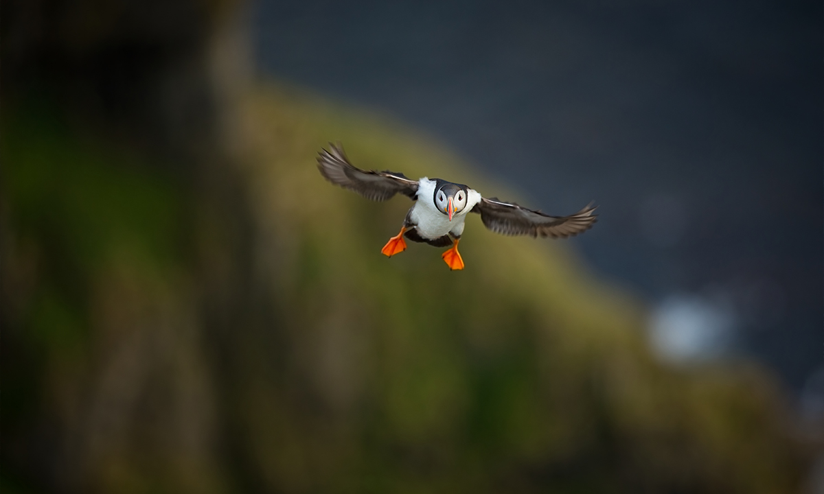 pembrokeshire oiseau