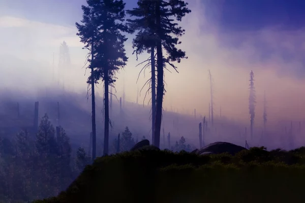 Incendie forêt brulée