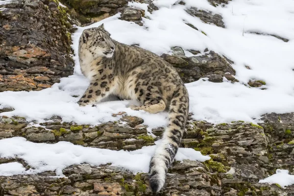 Léopard des neiges
