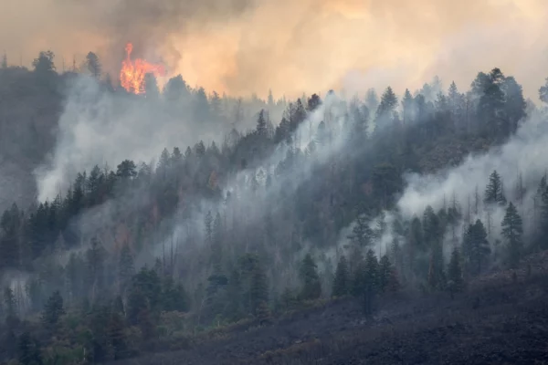 Fumée feu de forêt