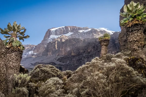 Pentes du Kilimandjaro