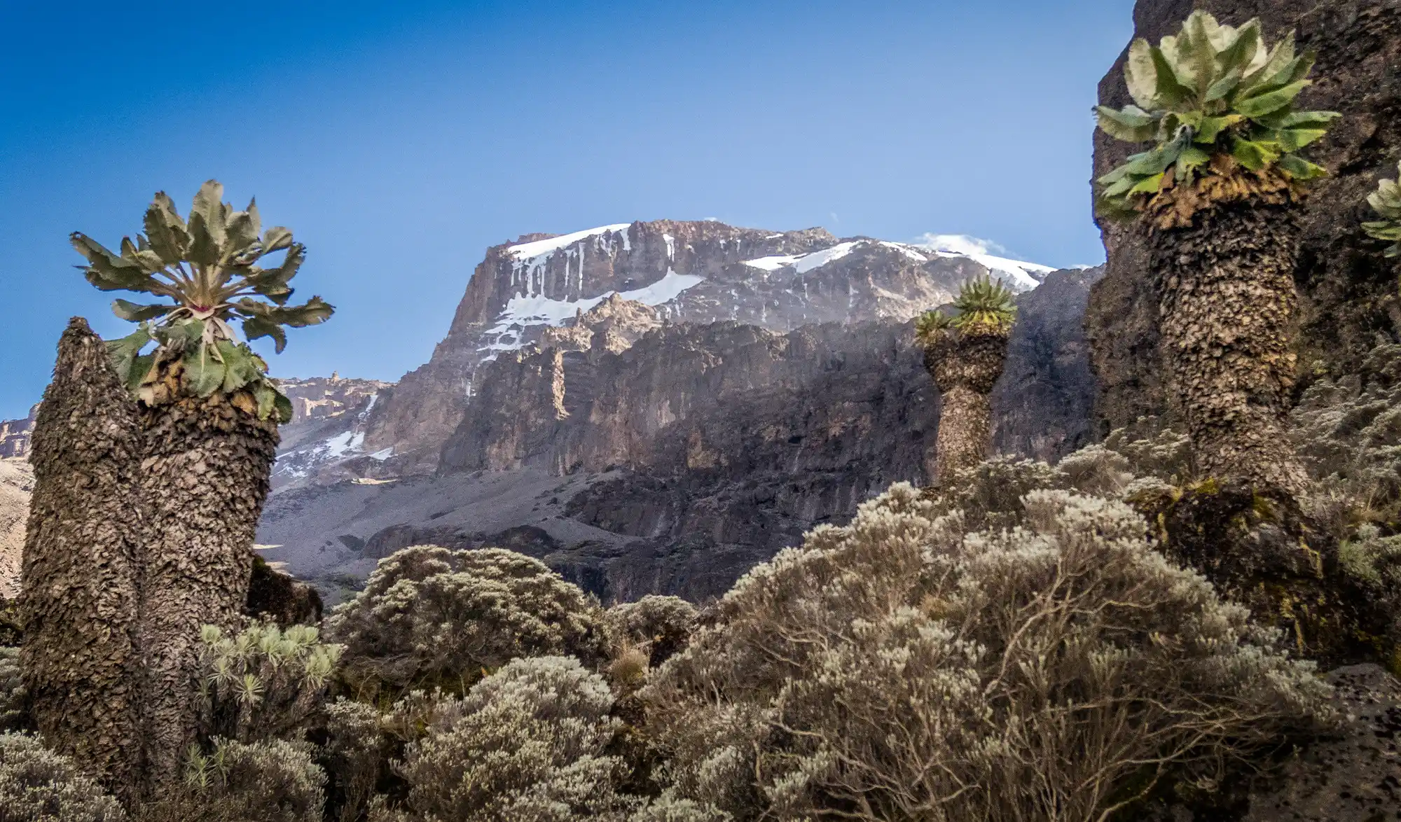 Pentes du Kilimandjaro