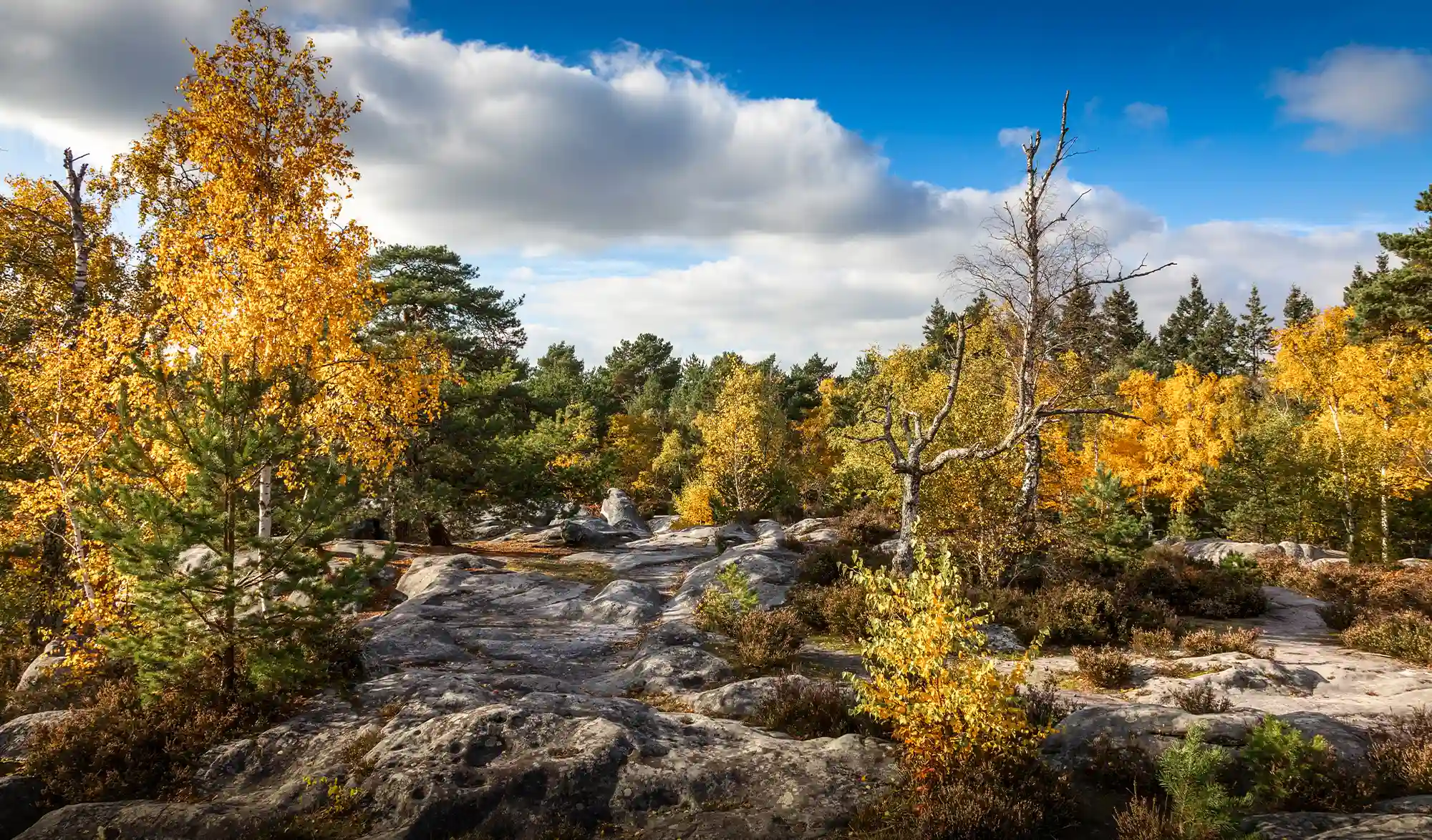 Forêt de Fontainebleau automne