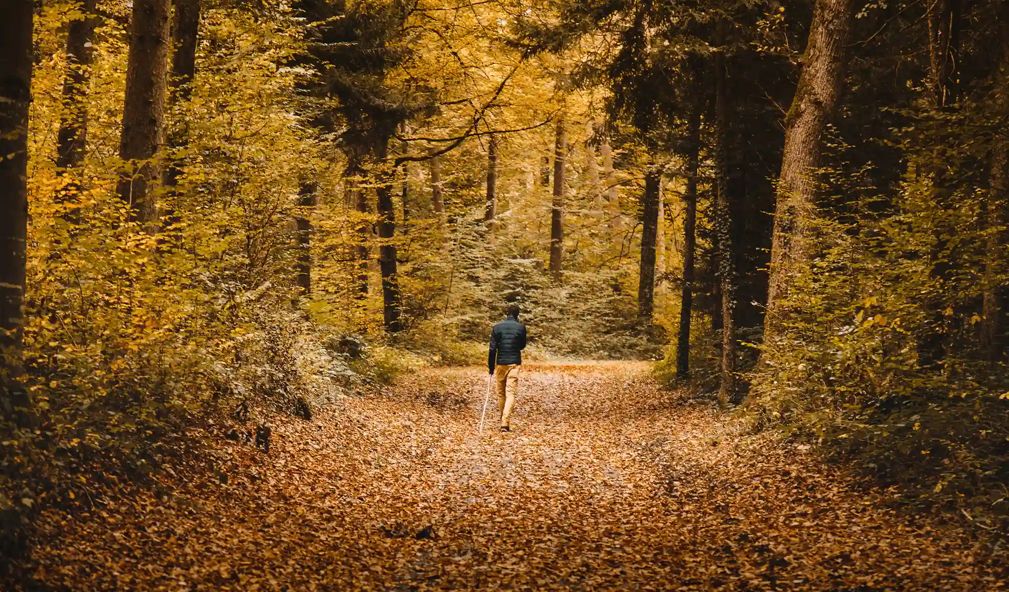 Forêt de Haguenau automne