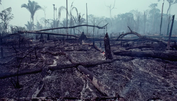 forêt amazonienne brulée