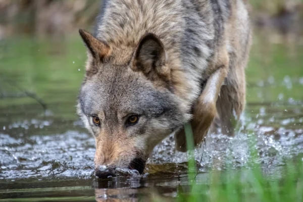 Loup en train de boire