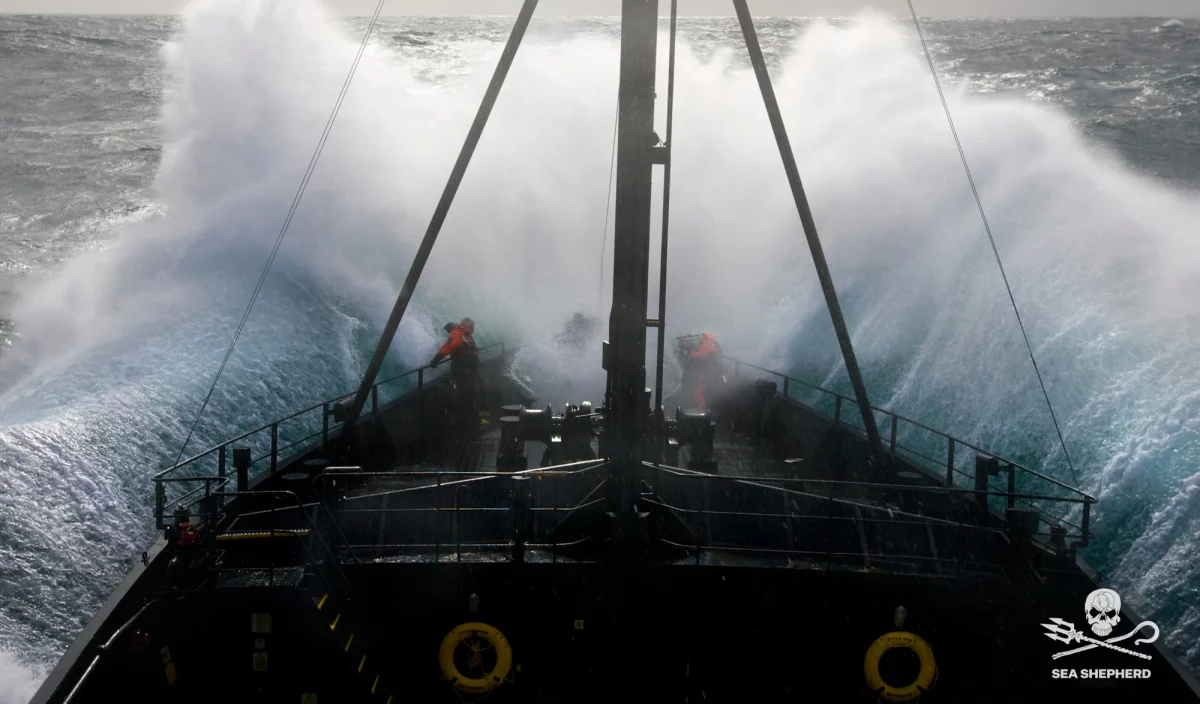 Bateau Sea Shepherd