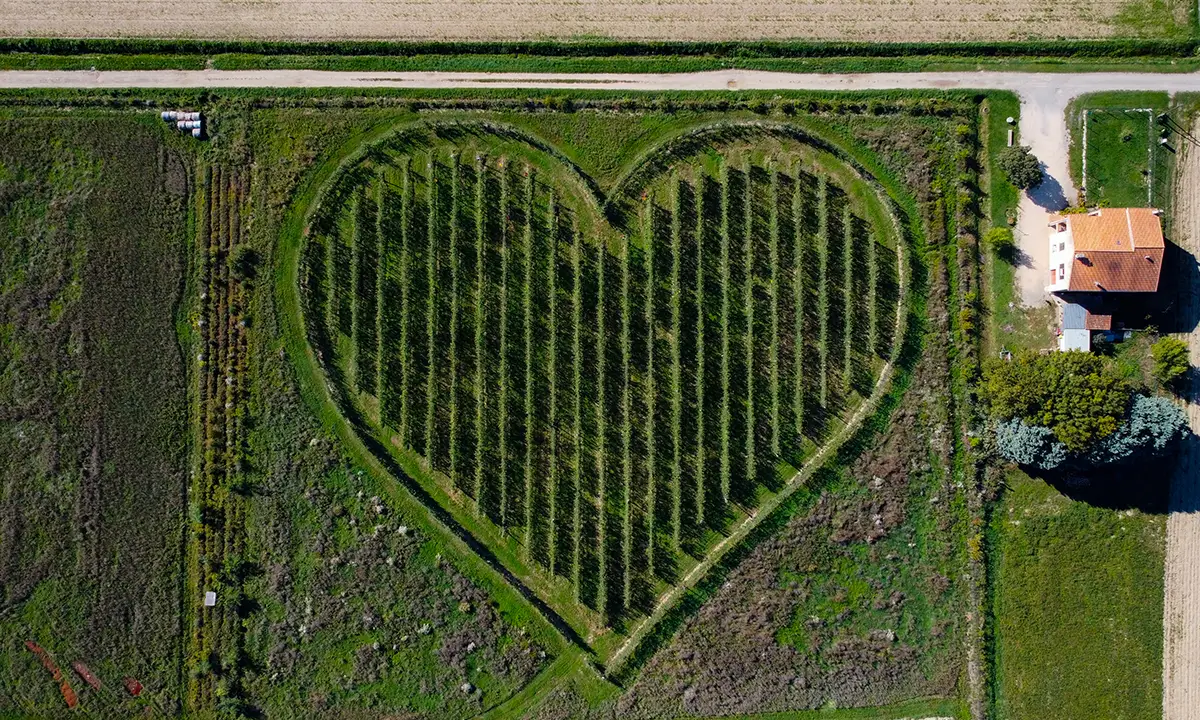 Plantation coeur vue aérienne le théorie du boxeur