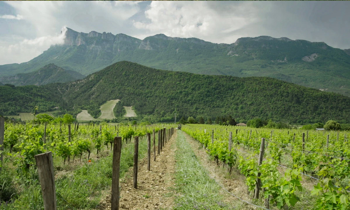 Vignes La théorie du Boxeur