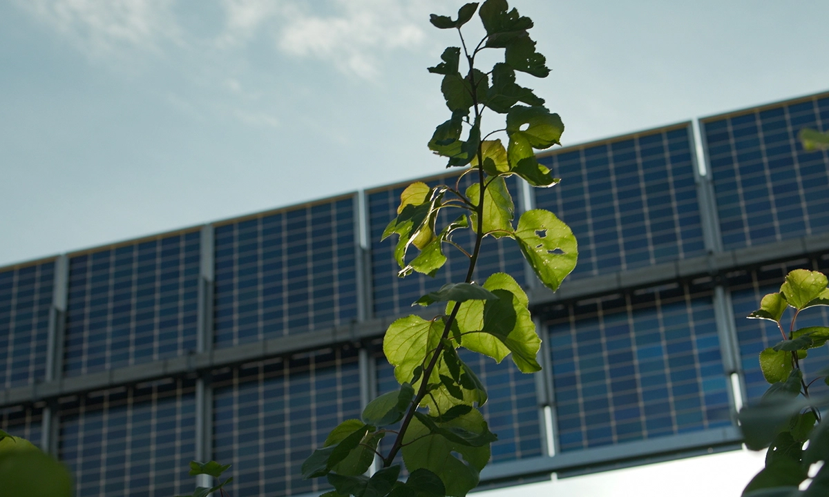 Panneaux solaires La Théorie du Boxeur