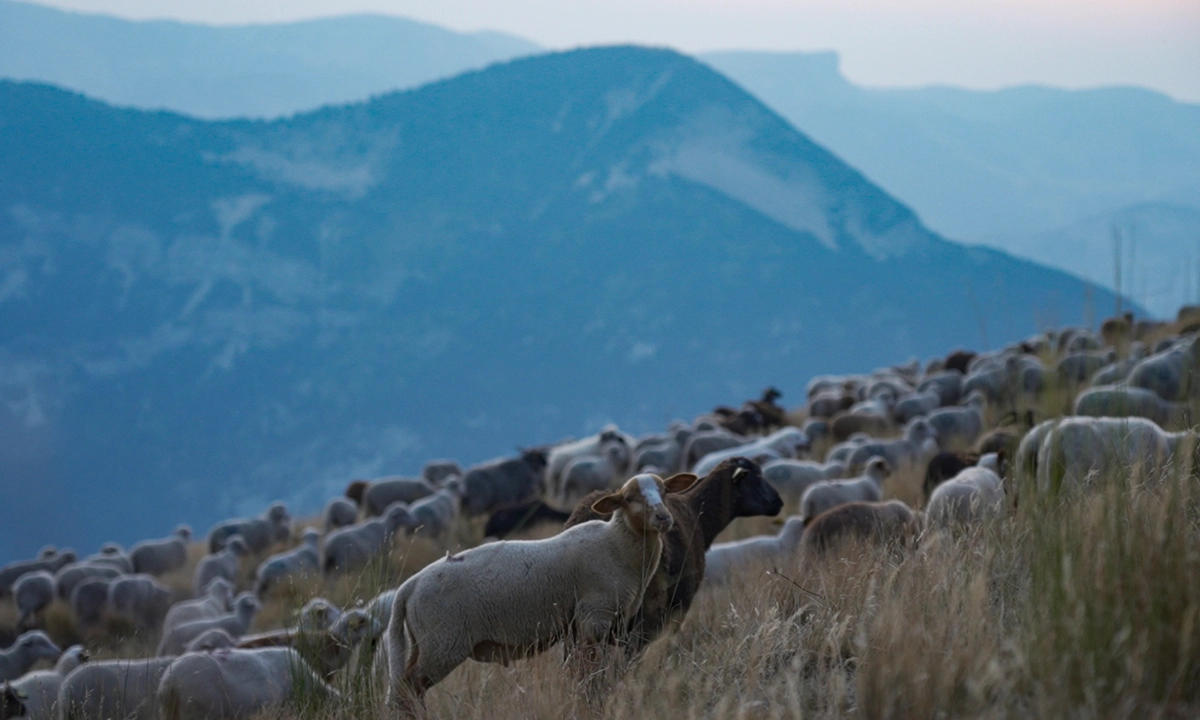 moutons La theorie du boxeur