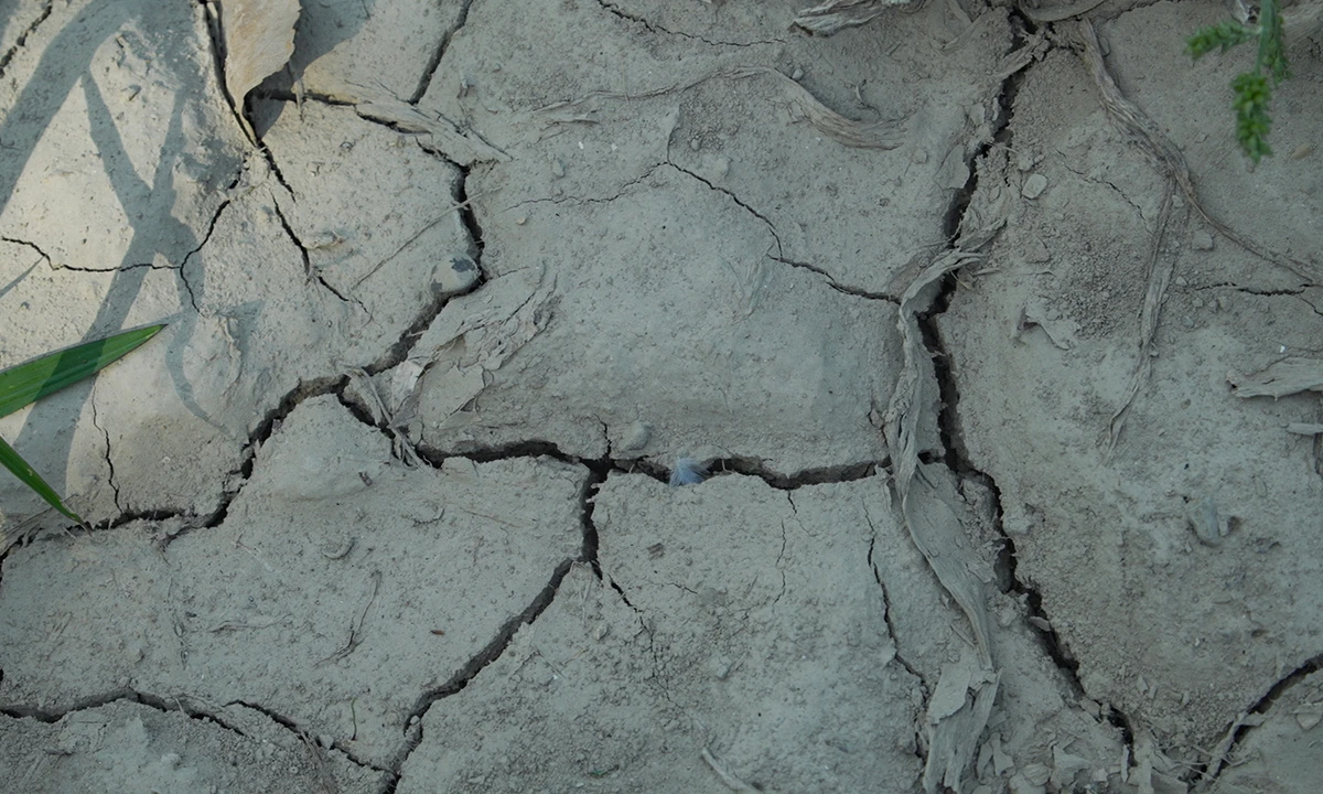 Terre craquelée sécheresse La théorie du boxeur