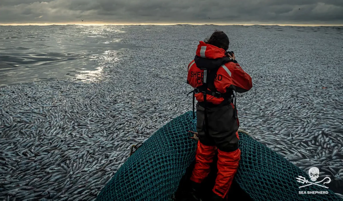 Pollution Sea Shepherd