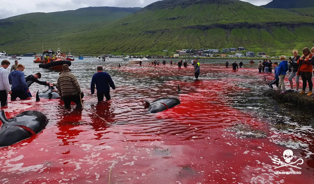 Massacre Îles Féroé Sea Shepherd