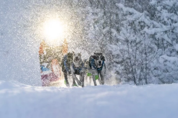 Rémy Coste musher La Grande Odyssée