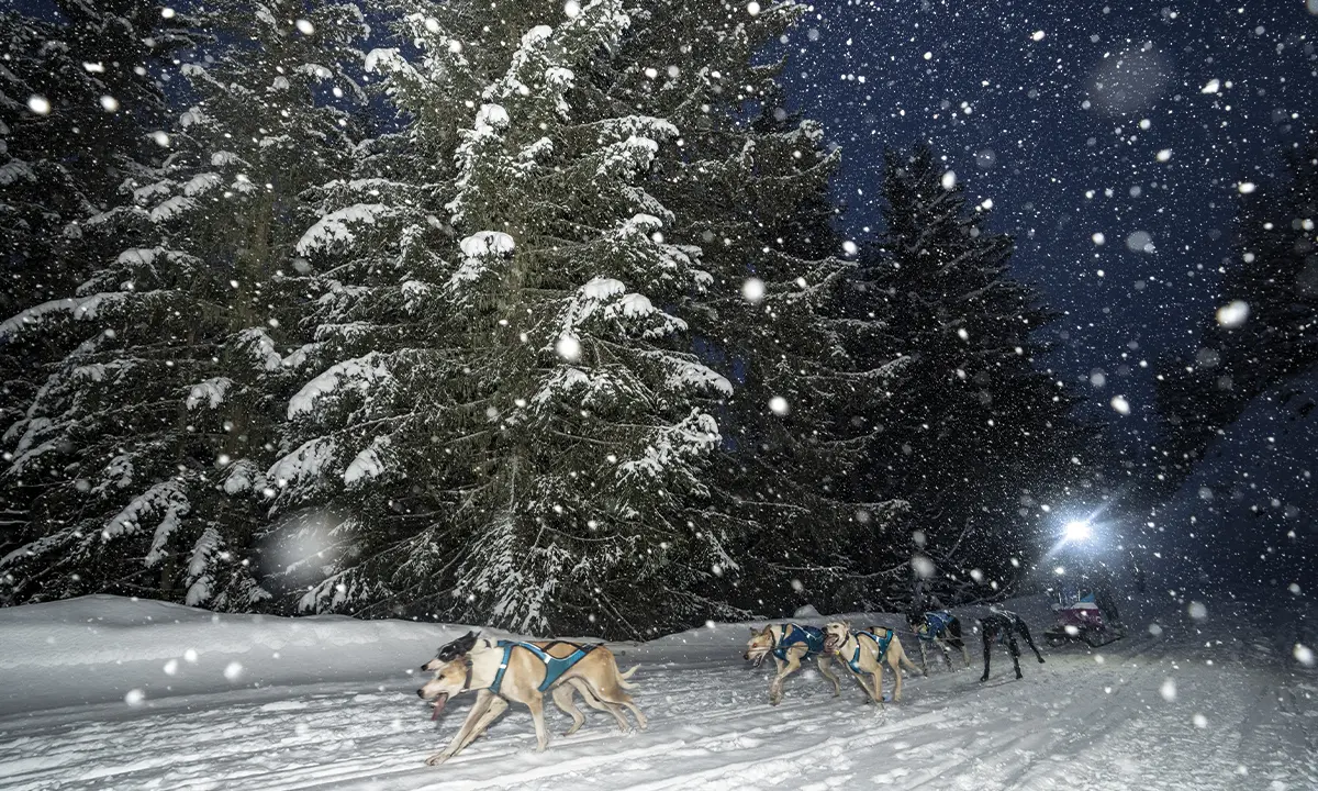 Rémy Coste musher La Grande Odyssée