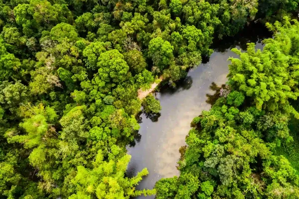 Forêt Amazonie