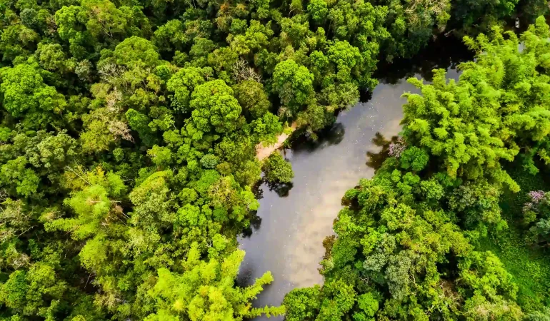 Forêt Amazonie