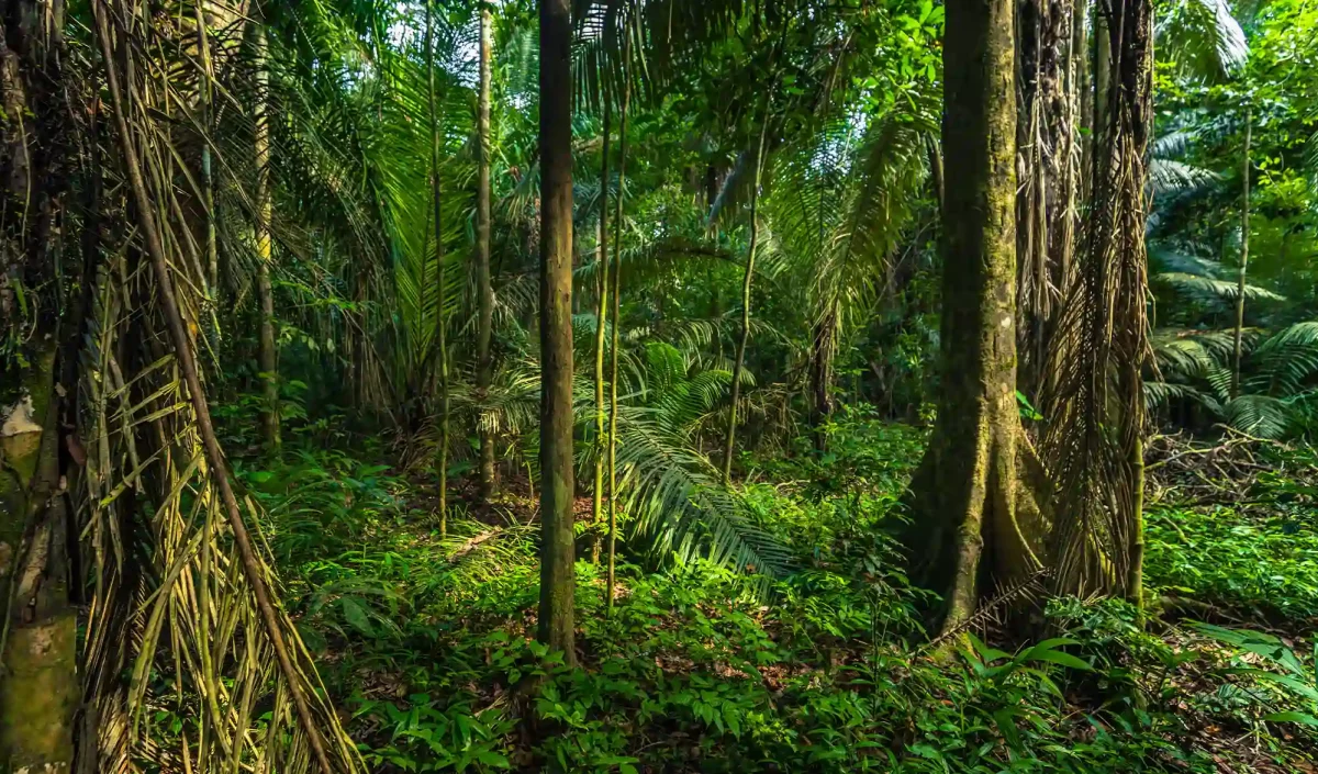 Jungle Amazonie