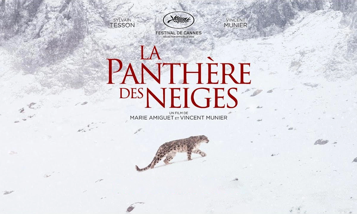 La panthère des neiges