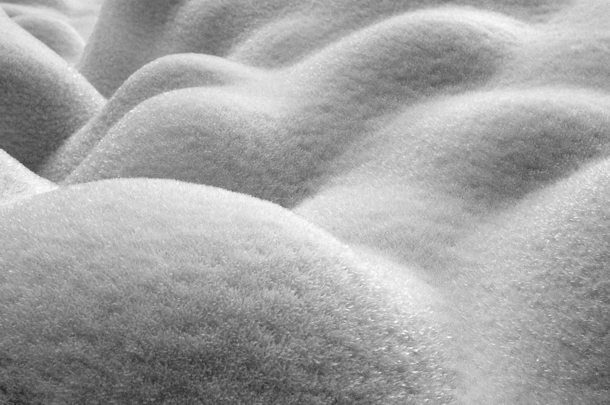 Sauvage Monica Dalmasso