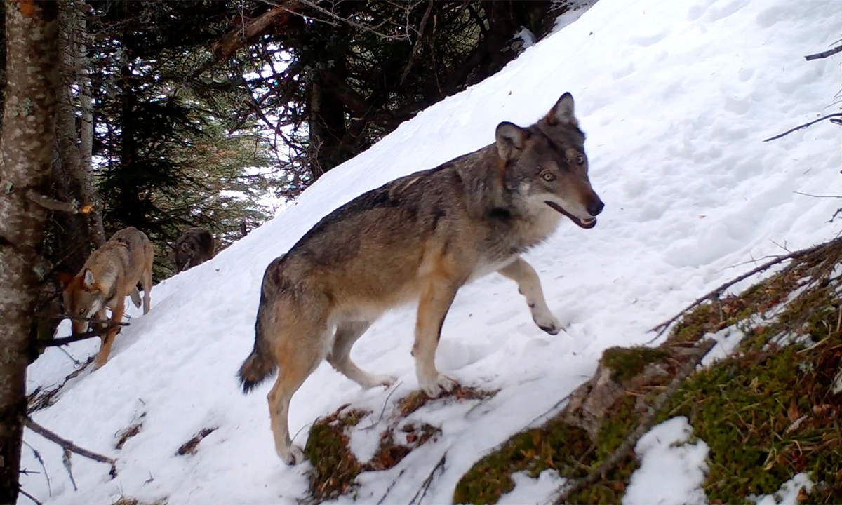 Vivre avec les loups