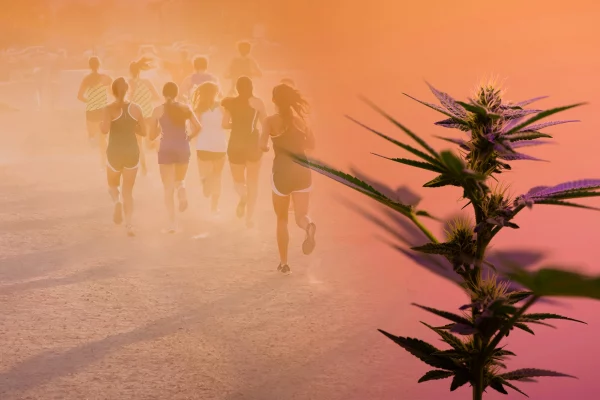 Effets cannabis sur les performances sportives