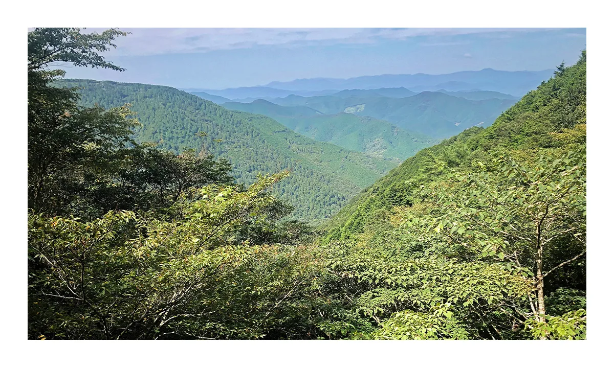 Shikoku est un île montagneuse recouverte de forêts.