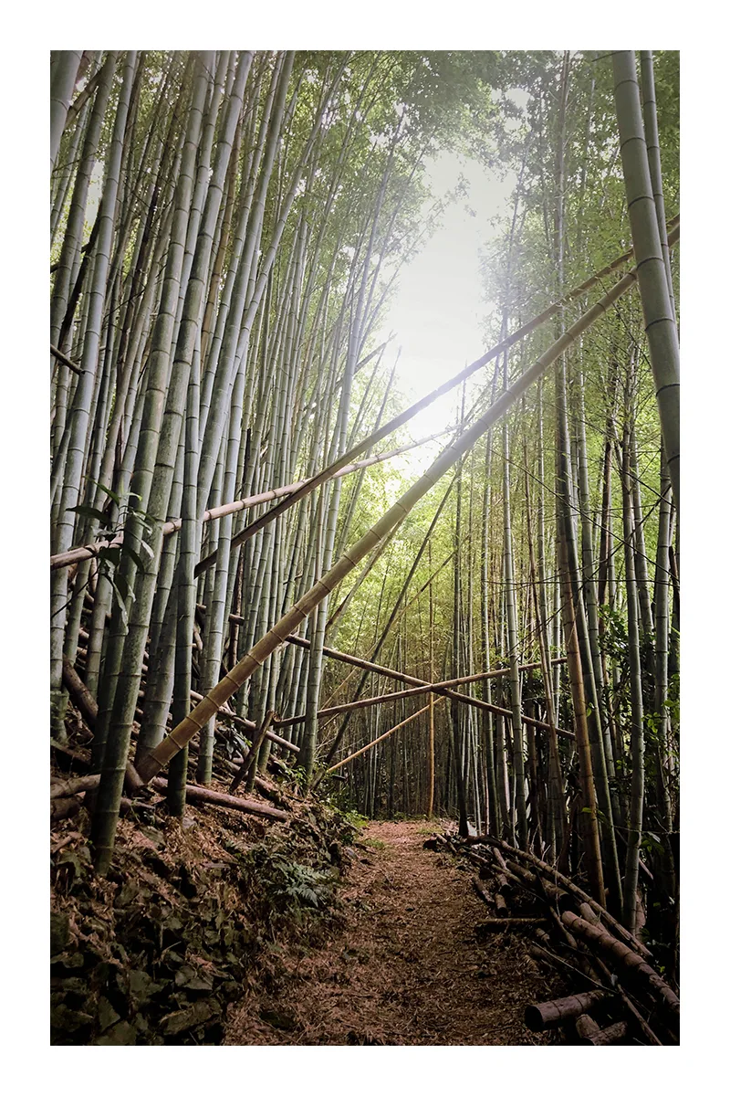 Shikoku est un île montagneuse recouverte de forêts.