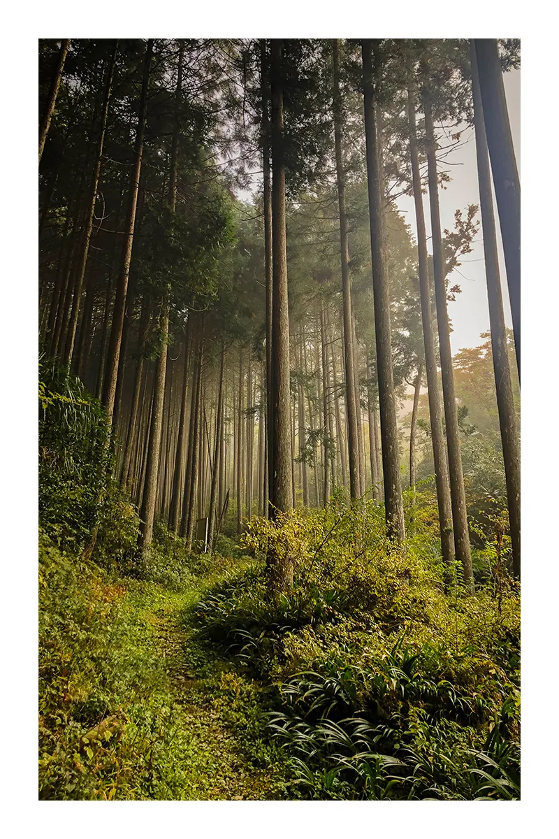 Shikoku est un île montagneuse recouverte de forêts.