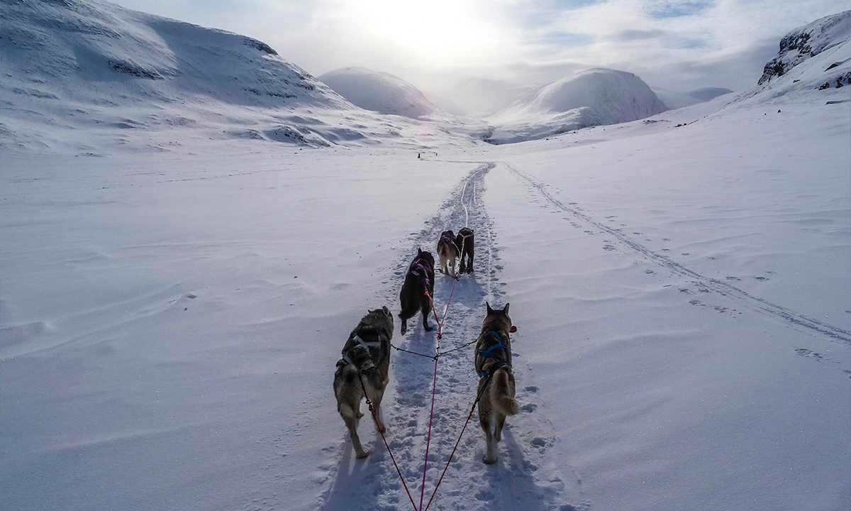 Suède mushing
