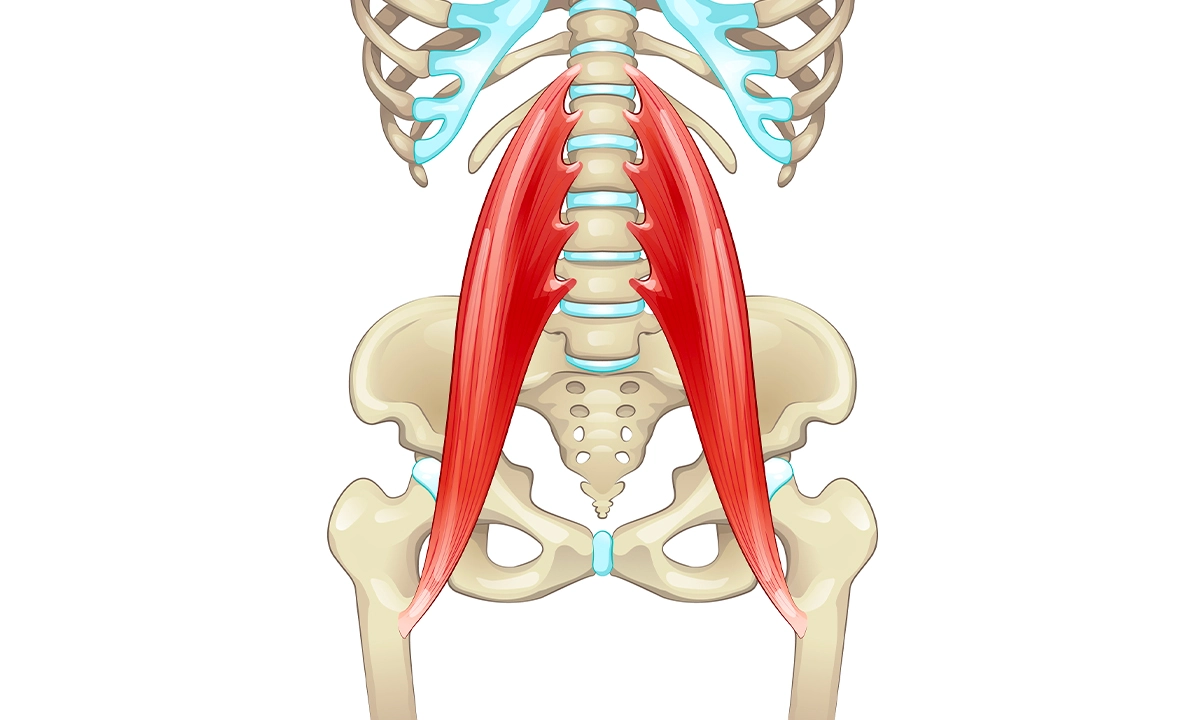 Muscle Psoas