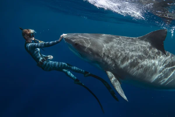 En paix avec les requins