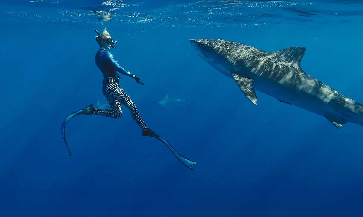 En paix avec les requins