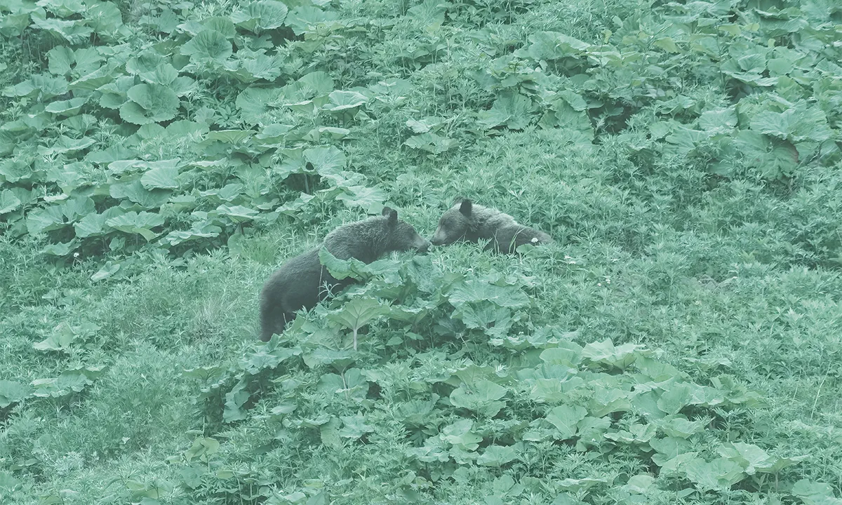 ours Japon
