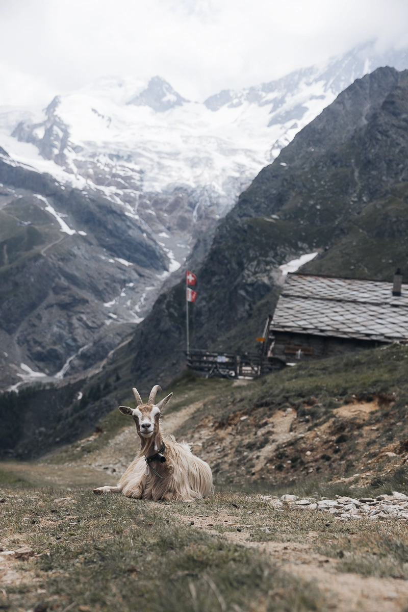 Saas Fee Valais été